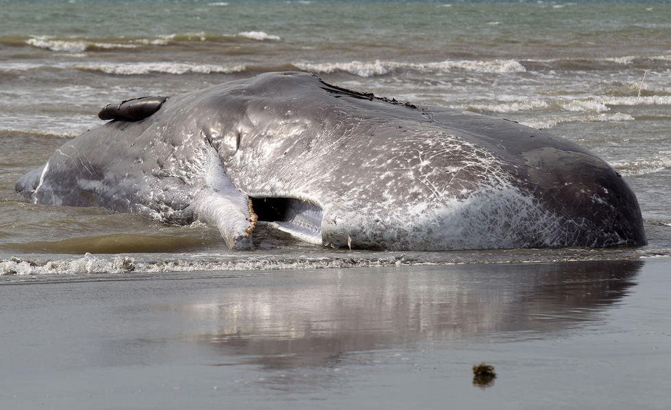 Balena spiaggiata in Nuova Zelanda
