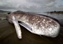 Balena spiaggiata in Nuova Zelanda