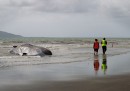 Balena spiaggiata in Nuova Zelanda