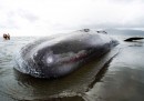 Balena spiaggiata in Nuova Zelanda