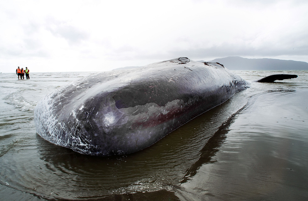 Balena spiaggiata in Nuova Zelanda
