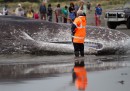 Balena spiaggiata in Nuova Zelanda