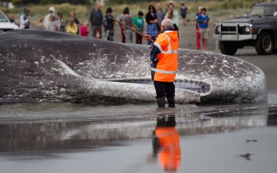 Balena spiaggiata in Nuova Zelanda