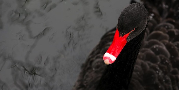 A black swan swims through a stream that is not yet frozen in the Kaisergarten in Oberhausen, Germany, on?January 17, 2013. AFP PHOTO / ROLAND WEIHRAUCH /GERMANY OUT (Photo credit should read ROLAND WEIHRAUCH/AFP/Getty Images)