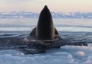 Le orche in trappola nel Québec