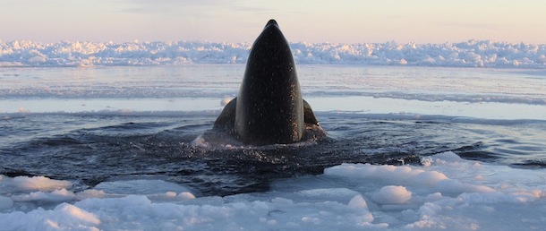 In this Tuesday, Jan. 8, 2013 photo provided by Marina Lacasse, a killer whale surfaces through a small hole in the ice near Inukjuak, in Northern Quebec. Mayor Peter Inukpuk urged the Canadian government Wednesday to send an icebreaker as soon as possible to crack open the ice and help the pod of about a dozen trapped orcas find open water. The Department of Fisheries and Oceans said it is sending officials to assess the situation. (AP Photo/The Canadian Press, Marina Lacasse) MANDATORY CREDIT