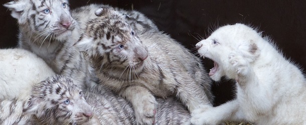 Quattro leoni e quattro tigri in Germania