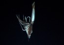 Il primo video di un calamaro gigante nel suo ambiente naturale
