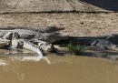 La grande fuga di coccodrilli in Sudafrica