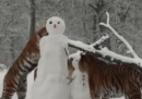 Tigri giocano con un pupazzo di neve