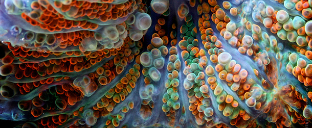 15 fantastiche foto di coralli