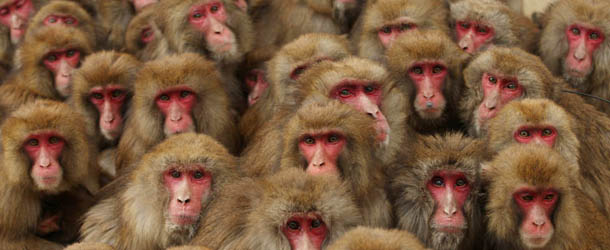 SUMOTO, JAPAN - JANUARY 26: Japanese macaque monkeys huddle together in a group to protect themselves against the cold weather at Awajishima Monkey Center on January 26, 2013 in Sumoto, Hyogo Prefecture, Japan. Severe low temperatures has hit Japan with more heavy snowfall. (Photo by Buddhika Weerasinghe/Getty Images)