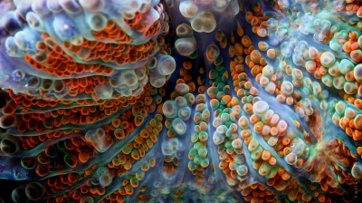 Foto macro coralli - Felix Salazar