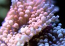 Foto macro coralli - Felix Salazar