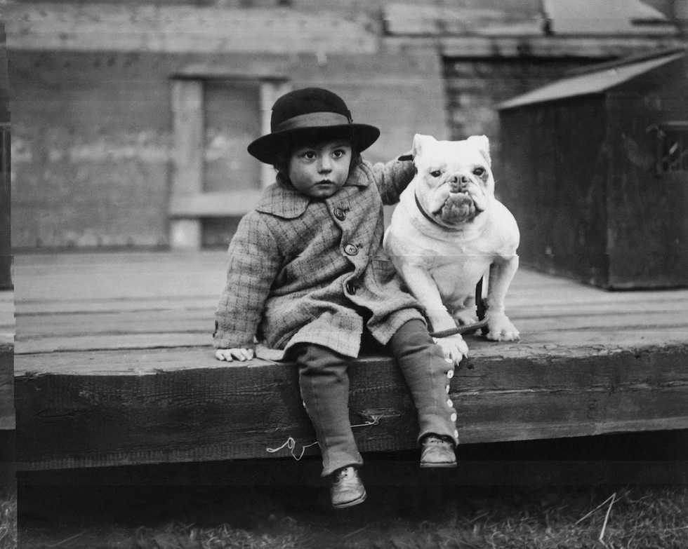 Bulldog in mostra, 1926