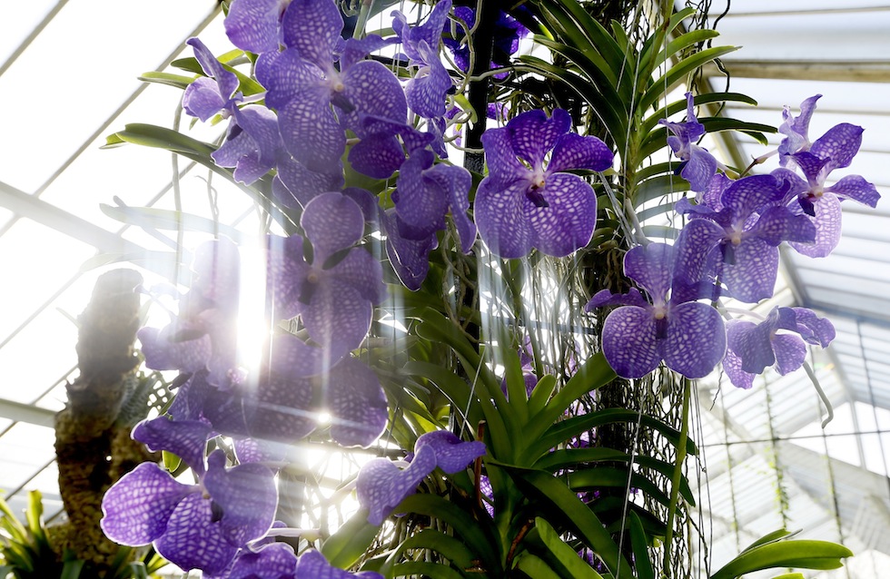 Купить Орхидеи Королевские В Горшке Москва