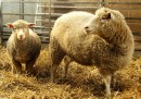 La pecora Dolly