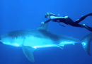 Nuotata con squalo bianco