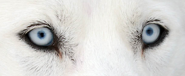 Eyes of a Husky dog are seen on February 23, 2013 during an international dog sled race in Todtmoos, Germany. AFP PHOTO / PATRICK SEEGER/GERMANY OUT (Photo credit should read PATRICK SEEGER/AFP/Getty Images)