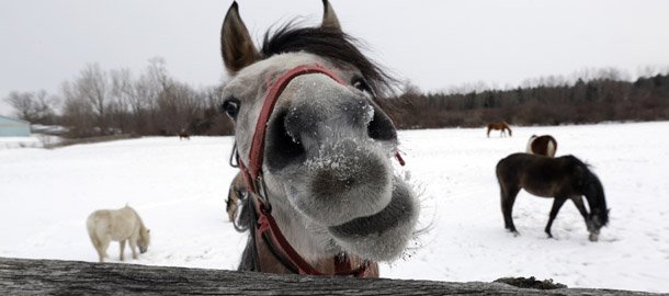 A horse nibbles on a fence as others graze in a field under a blanket of snow during the cold winter weather in Akron, N.Y., Monday, Feb. 4, 2013. (AP Photo/David Duprey)