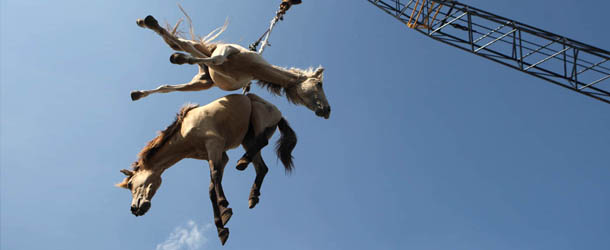 Horses are hoisted in the air by a crane as they're being transferred from a cargo ship onto a truck upon arrival at a port in Surabaya, East Java, Indonesia, Friday, Feb. 8, 2013. Hundreds of horses and cows arrived at the port Friday from West Timor to be distributed to various cities on the main island of Java. (AP Photo/Trisnadi)