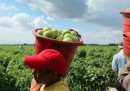 La raccolta dei pomodori in Florida