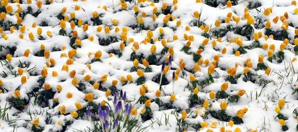 Neuschnee liegt am 11.03.2013 in Dresden (Sachsen) auf einem einem Beet mit blÃ¼henden Winterlingen und Krokussen. Photo by: Matthias Hiekel/picture-alliance/dpa/AP Images