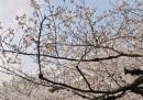 I ciliegi in fiore del Giappone