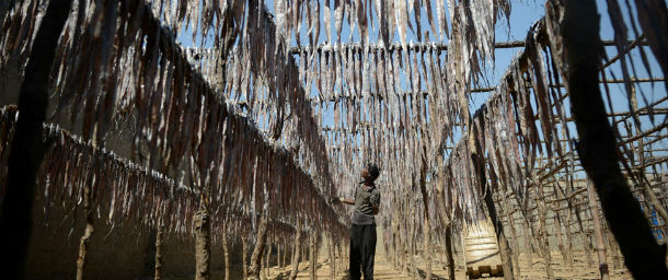 Pesci essiccati e Unione Europea