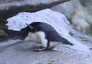 Non è facile essere un pinguino