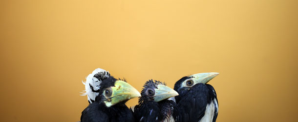 Three 2-month old Oriental Pied Hornbills are displayed at the Jurong Bird Park's Breeding and Research Center in Singapore, Friday March 8, 2013. These three birds were hatched after successful artificial incubation at the bird park when their eggs were rescued on an off-shore island in Singapore. This is all part of the park's efforts in preserving and educating the public about its wildlife and wildlife reserves.(AP Photo/Wong Maye-E)