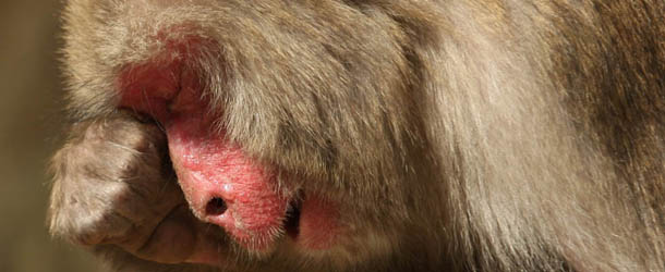 SUMOTO, JAPAN - MARCH 17: A 20-year-old Japanese macaque monkey named Monday scratches her eyes while suffering an allergy to pollen from the cedar tree at Awajishima Monkey Centre on March 17, 2013 in Sumoto, Japan. Many monkeys are suffering the effects of hay fever at this time of the year, with the typical symptoms being the same as with humans. According to Awajishima Monkey center this year hay fever is higher than last year, the pollen season is from February to April. (Photo by Buddhika Weerasinghe/Getty Images)