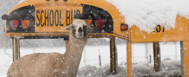 CENTREVILLE, VA - MARCH 06: A llama seeks shelter next to an abandoned school bus at Cox Farms March 6, 2013 in Centreville, Virginia. A winter storm hit the Washington, DC area today with areas west of the city seeing signficant snowfall, but the city itself seeing minimal snow. (Photo by Win McNamee/Getty Images)