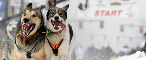 Cim Smyth drives his dog team at the ceremonial start of the Iditarod Trail Sled Dog Race on Saturday, March 2, 2013, in Anchorage, Alaska. The competitive portion of the 1,000-mile race is scheduled to begin Sunday in Willow, Alaska. (AP Photo/Anchorage Daily News, Bob Hallinen)
