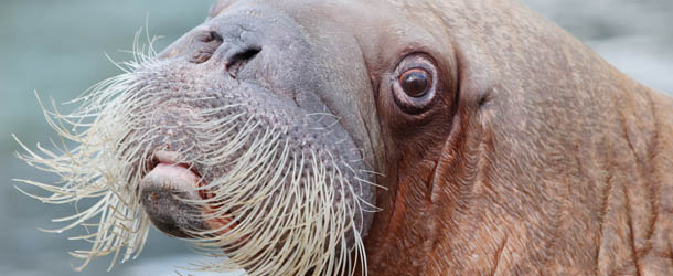 Walrus 'Dyna" looks on in its enclosure in the Hagenbeck animal park in Hamburg, northern Germany, on March 31, 2013. AFP PHOTO / MALTE CHRISTIANS GERMANY OUT (Photo credit should read MALTE CHRISTIANS/AFP/Getty Images)