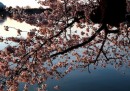 La fioritura dei ciliegi a Washington