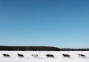10 cose sull’Iditarod