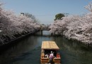 La fioritura dei ciliegi a Kyoto