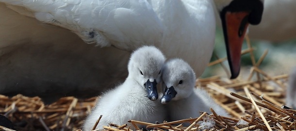ABBOTSBURY, UNITED KINGDOM - MAY 23: Two recently hatched cygnets sit with their mother in a nest at Abbotsbury Swannery on May 23, 2013 near Weymouth, England. This year the arrival of the cygnets at the only publically accessible colony of nesting mute swans in the world, has been later than usual due to the colder than average start to the year. However, the arrival of the cygnets is traditionally seen as the start of summer and local traditions claim the Benedictine Monks who owned the Dorset swannery between 1000 AD and the 1540s believed the first cygnet signaled the season's first day. Abbotsbury Swannery's mute swans - up to 1,000 in total - are all free flying, and are not kept in cages. (Photo by Matt Cardy/Getty Images)