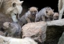 Lupi zoo di Berlino