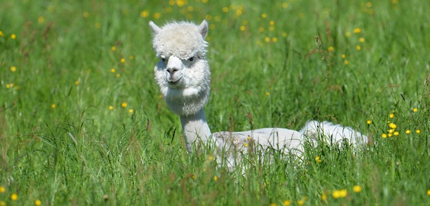 A freshly shorn alpaca sits on a field at Alpaca-Land farm in Obertrum in the Austrian province of Salzburg, Tuesday May, 14, 2013. The annual shearing is done in the spring to make the animals more comfortable for the summer months. (AP Photo/Kerstin Joensson)