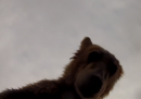 Un orso che mangia una telecamera, dal punto di vista della telecamera