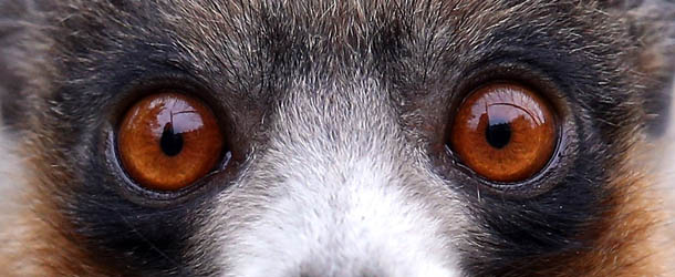 BRISTOL, ENGLAND - MAY 22: A Mongoose lemur looks out from its enclosure at Bristol Zoo Gardens on May 22, 2013 in Bristol, England. A two-week old lemur called Rascal is one of a number of baby animals, birds and reptiles have been born at Bristol Zoo Gardens now that spring has finally sprung. (Photo by Matt Cardy/Getty Images)