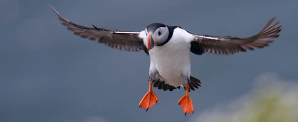 SEAHOUSES, ENGLAND - MAY 16: Puffins return to their summer breeding grounds on the Farne Islands as National Trust rangers carry out a Puffin census on the Farne Islands on May 16, 2013 in Farne, England. A census is carried out every five years with the last one in 2008 recording 36,500 pairs of puffins. The Farne Islands, offer good protection for the birds to nest, providing excellent sources of food, and few ground predators, despite this rangers fear that the extreme winter could impact on breeding numbers. (Photo by Jeff J Mitchell/Getty Images)