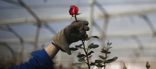 A Colombian worker selects flowers at Unique Collection farm in Cundinamarca department, Colombia on February 07, 2013. Saint Valentine?s Day 2013 will be coming up with 500 million Colombian flowers sold, mainly exported to the United States. This major annual holiday generates 10 thousand additional jobs every year, primarily in Cundinamarca, where 76% of the export flowers are grown. AFP PHOTO/EITAN ABRAMOVICH (Photo credit should read EITAN ABRAMOVICH/AFP/Getty Images)