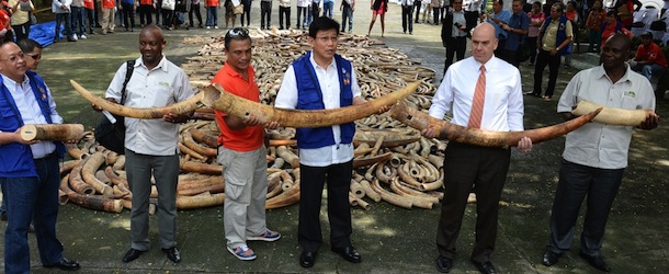 Le zanne di elefante distrutte nelle Filippine