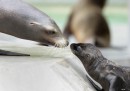 Leoni marini, zoo di Monaco