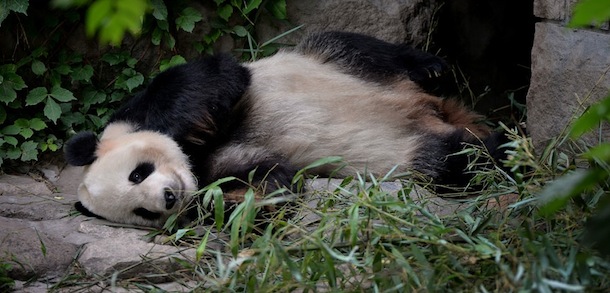 A panda relaxes in its enclosure at the Beijing zoo on June 24, 2013. The zoo grounds were originally a Ming Dynasty imperial palace and finally opened to the public in 1908. AFP PHOTO/Mark RALSTON (Photo credit should read MARK RALSTON/AFP/Getty Images)