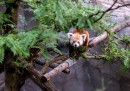 Il panda rosso, Rusty