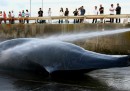 Il Giappone ha chiesto la fine del divieto di cacciare balene